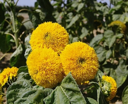 Picture of Helianthus (Sunflower) - Teddy Bears